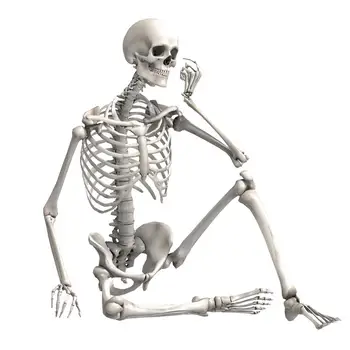 90cm Patvarus Modeliavimas Žmogaus Skeletas Ornamentu Helovinas Nekenksmingas Šalies Baras Haunted House Rekvizitai Meno tikroviška Helovinas žaislai