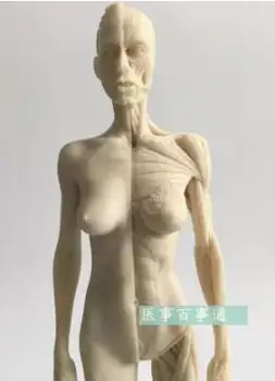 Į 30 cm medicinos skulptūros, piešimo CG reiškia anatomijos modelis žmonių kaulų ir kaukolės struktūrą