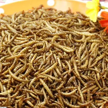 Nemokamas pristatymas Džiovinti mealworms Tenebrio žiurkėno arowana žuvų pašarai maisto vėžlys maisto myna paukščių maistas