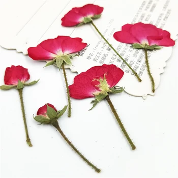 20-24pcs,Natūralių Presuotų Rožės su kamieninėmis,Amžinas Džiovinti rožių Gėlių į 