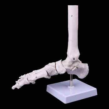 Gyvenimo Dydis 1:1 Žmogaus Gyvenimo Dydis Dešinės Kojos Sąnario Anatomijos Modelis Čiurnos Sąnario Rankos ir Pėdos Chirurgija Modelis