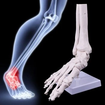 Gyvenimo Dydis 1:1 Žmogaus Gyvenimo Dydis Dešinės Kojos Sąnario Anatomijos Modelis Čiurnos Sąnario Rankos ir Pėdos Chirurgija Modelis