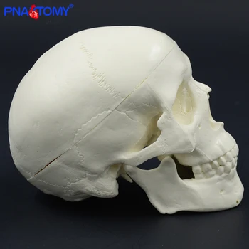 Mini kaukolės modelis žmogaus anatomijos skyriaus vadovas medicinos modelis pigūs kaukolės anatomijos modelis patogus PVC mokymo priemonė tapyba, skulptūra panaudota