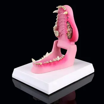 Šuns Dantų Anatomijos Modelis Šunų, Veterinarijos, Gyvūnų Skeletas Veterinarijos Mokymo