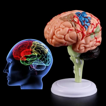 4D Išardyta Anatominį Smegenų Žmogaus Anatomijos Modelis Medicinos Mokymo Priemonė Statulos, Skulptūros Medicinos Mokyklos Naudoti