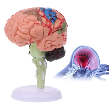 4D Išardyta Anatominį Smegenų Žmogaus Anatomijos Modelis Medicinos Mokymo Priemonė Statulos, Skulptūros Medicinos Mokyklos Naudoti
