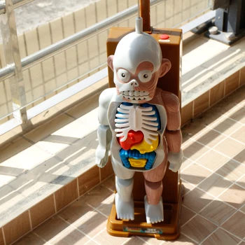 Sudėtinga Klaidingą Vaikų Švietimo Siaubo Manekenas Surinkti Žaislą Kaukolė Organų Susirinkimų Kūrybinis Žaislas
