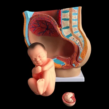 Akušerių mokymo modelį embriono vystymuisi nėštumo 9 mėnesius moters dubens su devynių mėnesių vaisiaus modelį