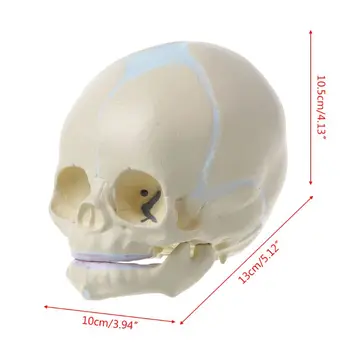 1: 1 Žmogaus Vaisiaus Baby Kūdikių Medicinos Kaukolės Anatomijos Skeleto Modelis Mokymo Reikmenys Medicinos Mokslas