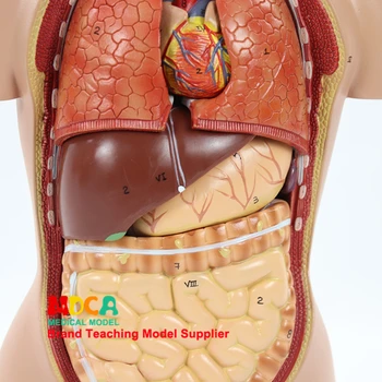 45cm išmontavimo 16 dalių žmogaus kūno kamieno anatomija modelį, kepenų, žarnyno, skrandžio medicinos mokymo MQG103