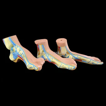 3pcs/set Žmogaus pėda delno raumenų modelį, Normalios pėdos,Vienodo kojų,pėdų Lankas,Pėdos Kartu Anatomijos Modelis