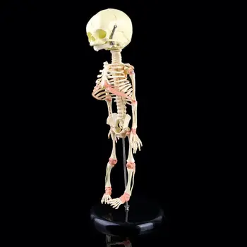 Vieną Galvą Kūdikių Kaukolės Žmogaus Mokslinių Tyrimų Modelį, Skeleto Anatomijos Smegenų Anatomijos Mokymo Ekranas