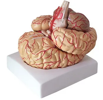 Žmogaus kūno didelis smegenų anatomijos modelis nemokamas pristatymas smegenų arterijų modelis