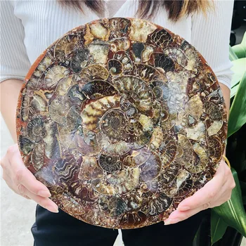 20cm Ammonite Iškastinio Gabalas Plokštė 