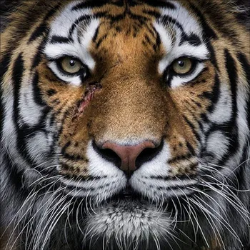 5D PASIDARYK pats Visiškai Apvalus Deimantas Paveikslus Kryželiu Gyvūnų Rinkiniai Agresyvus Tigrai Siuvinėjimo Meno Cirkonio Apdaila Namo