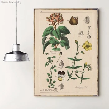 Botanikos Kolekcija Senovinių Plakatų ir grafikos Žolės 1898s rusų Kalba Drobės Tapybos Sienos Menas Nuotraukos Namų Sienų Dekoras