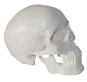 Mini Kaukolė Žmogaus Anatomijos Anatomija Galvos Medicininis Modelis, Patogus Tapybos Modelis Studijuoja Anatomijos Mokymo Reikmenys