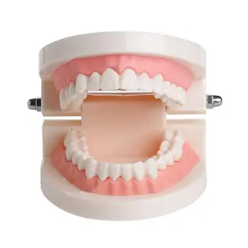 Karšto Dantų Implantai Dantų Ligos Modelis Dantenų Standartas Audlt Dantų Modelis Medicinos Mokslo Dantų Ligos Mokymo Studijų