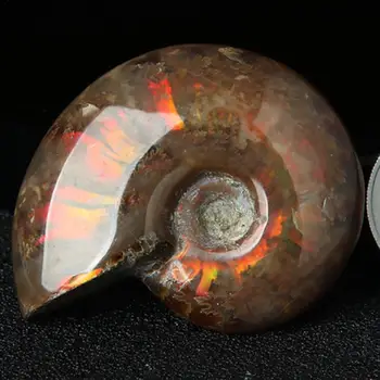 Spiralės Ammolite Gamtos Ammonite Iškastinio Grynas Natūralus Rankdarbių Gabalus Grojo Ant Delnų Graži Dovana Akmenų Kolekciją 2.6-3.5 cm