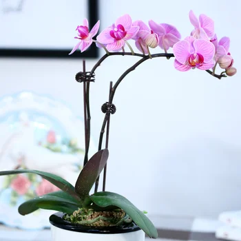 50Pcs Plastiko orchidėja įrašus+10vnt Augalų Parama fiksuoto vielos laikiklis Sodo Gėlių Vynuogių Įrašus Remti Kyla Vynmedžių Stiebai