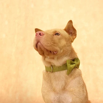 MUTTCO mažmeninės prekybos savarankiškai dizainas šunų antkaklis SALDAINIAI ŽALIA gelsvai žalia poli satino ir nailono šunų antkaklis, ar pavadėlio 5sizes UDC030