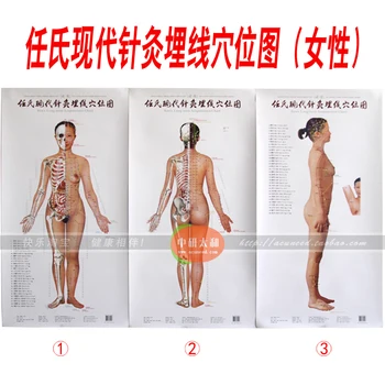 3pcs/set Standartas Meridian Taškų Žmogaus Siena Diagramos Moterų Akupunktūra Masažas Taškas Žemėlapyje rašomosios lentos Kinų ir anglų kalbomis
