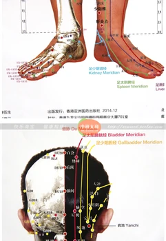 3pcs/set Standartas Meridian Taškų Žmogaus Siena Diagramos Moterų Akupunktūra Masažas Taškas Žemėlapyje rašomosios lentos Kinų ir anglų kalbomis