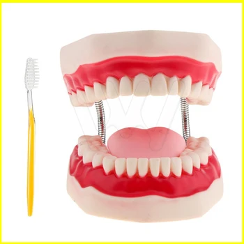 Dantų Vaiko Ankstyvojo Mokymosi šepečiu modelis šešis kartus dantų valymas, vaikų priežiūra, burnos mokymo modelį dantų modelį, ikimokyklinio