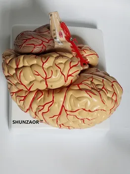 Anatominį smegenų modelis arterijų 9parts ,42number mokymosi išteklių medicinos studentas patinka