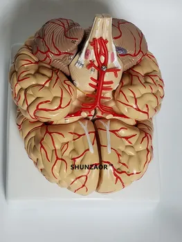 Anatominį smegenų modelis arterijų 9parts ,42number mokymosi išteklių medicinos studentas patinka