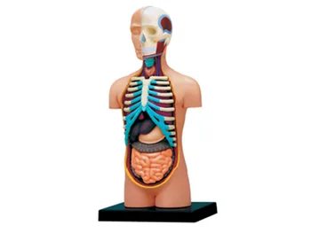 4d Žmogaus kūno Anatomijos Modelis Skelekon Medicinos Pagalbos Mokymo įspūdį Surinkimo Žaislas Laboratorijos Mokslo klasėje Įranga