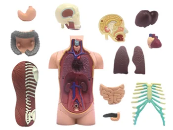 4d Žmogaus kūno Anatomijos Modelis Skelekon Medicinos Pagalbos Mokymo įspūdį Surinkimo Žaislas Laboratorijos Mokslo klasėje Įranga