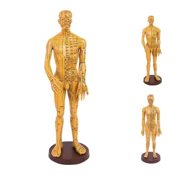Žmogaus Kūnas su Acupoint Arterijų Modelį, Vyras, Moteris, Akupunktūros Taškų Dienovidinių Modelis Mokyklų Mokymo Priemonė Mokymosi Ekranas